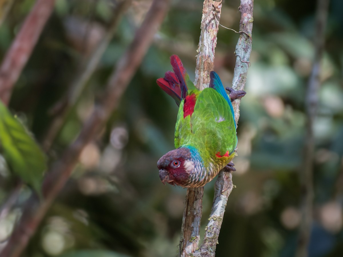 Conure leucotique - ML622957938