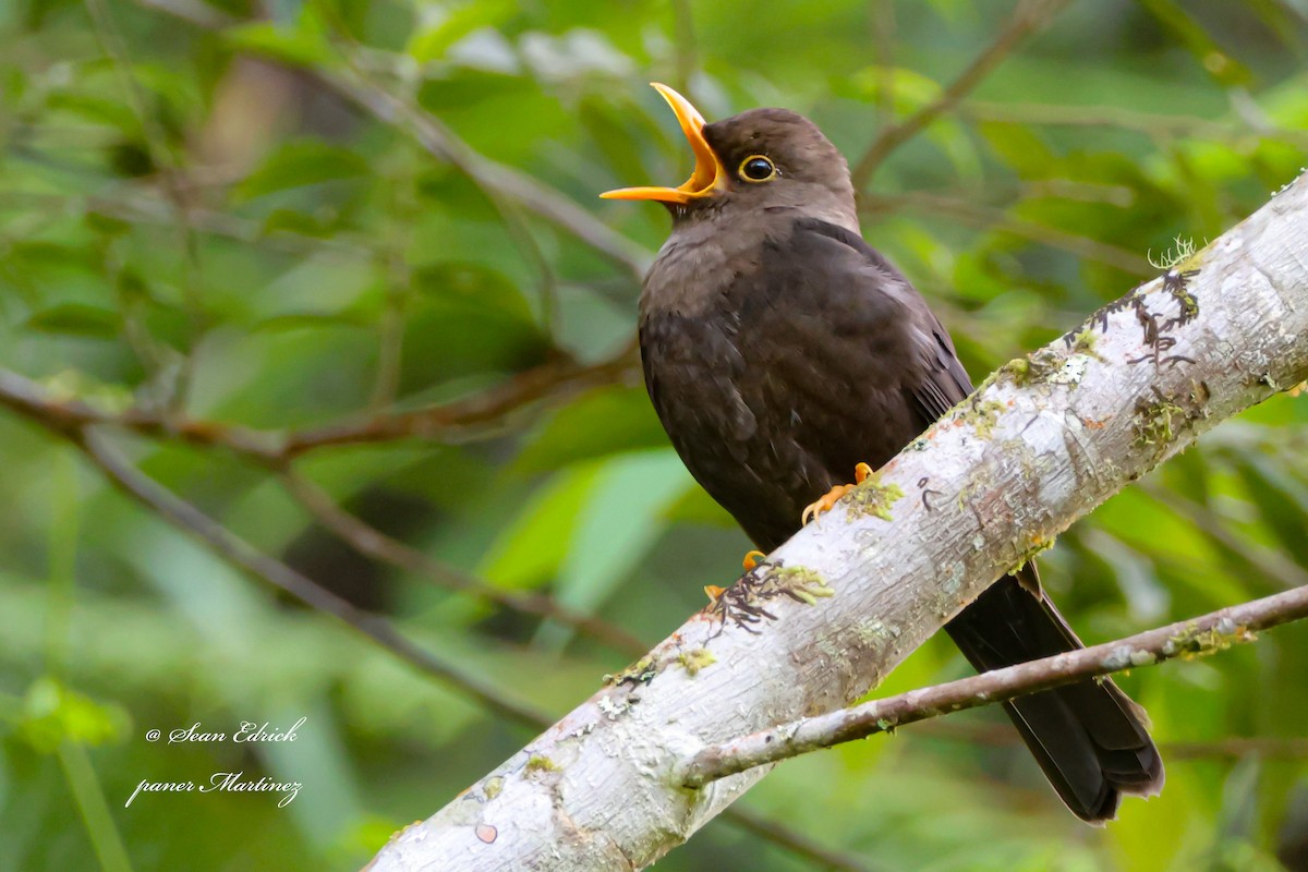 Mindanao Island-Thrush - ML622957943