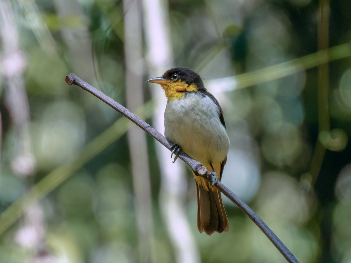 Yellow-backed Tanager - ML622957956