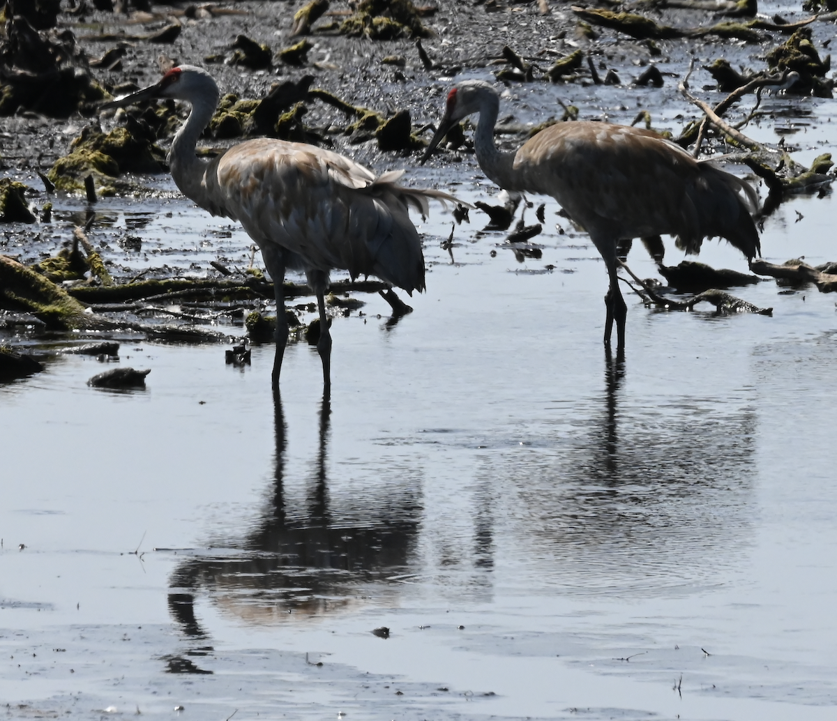 Sandhill Crane - ML622957970