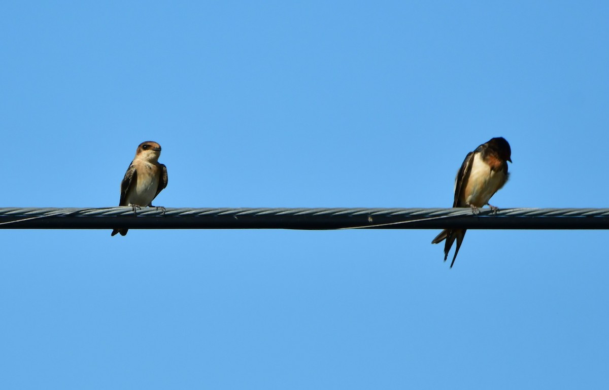 Cave Swallow (Caribbean) - ML622957987