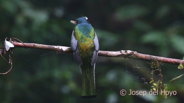 Halkalı Trogon - ML622957991