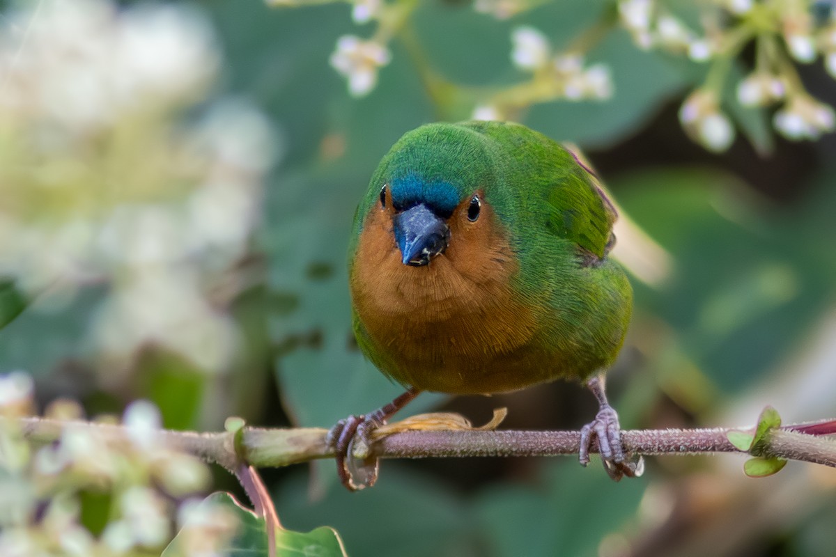 Tawny-breasted Parrotfinch - Wade Strickland