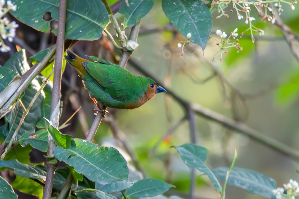 Tawny-breasted Parrotfinch - ML622958014