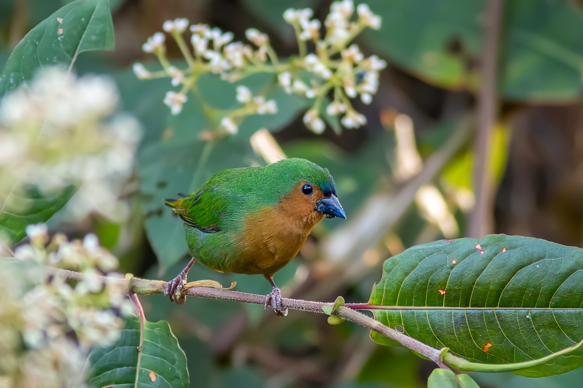 Tawny-breasted Parrotfinch - ML622958015