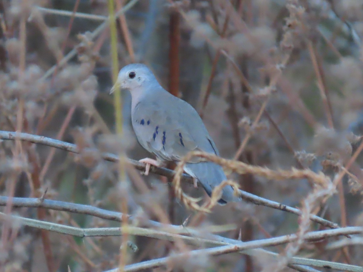 Plain-breasted Ground Dove - ML622958023