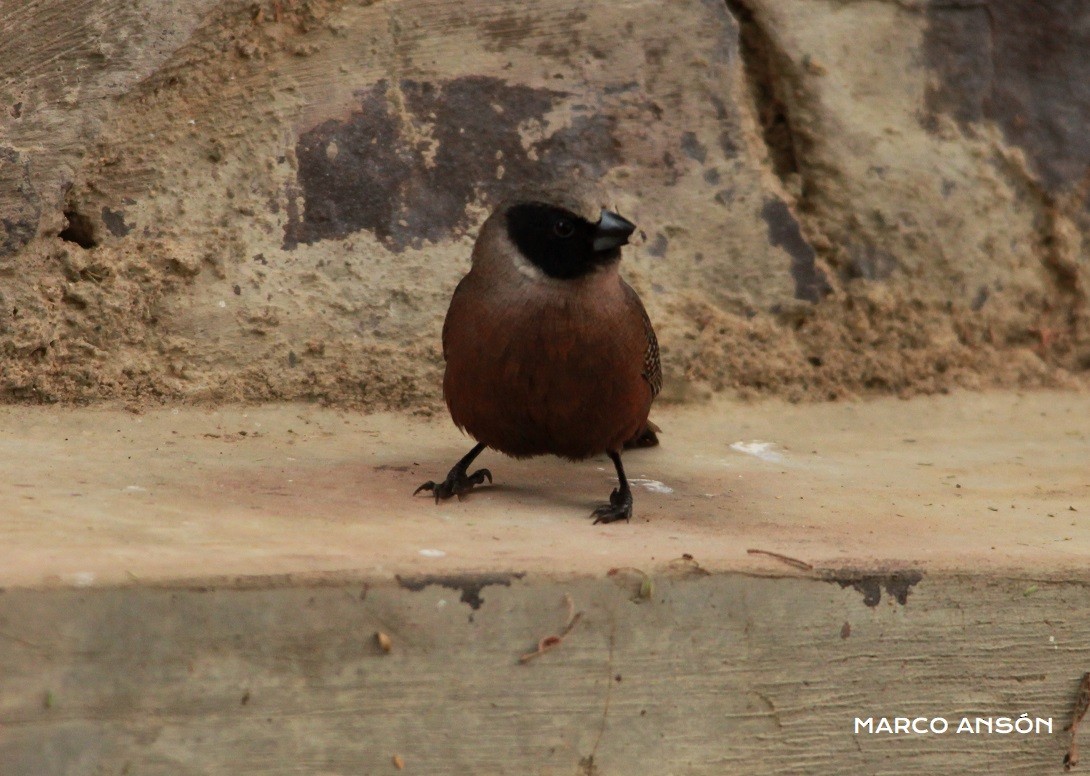 Black-faced Waxbill - ML622958087