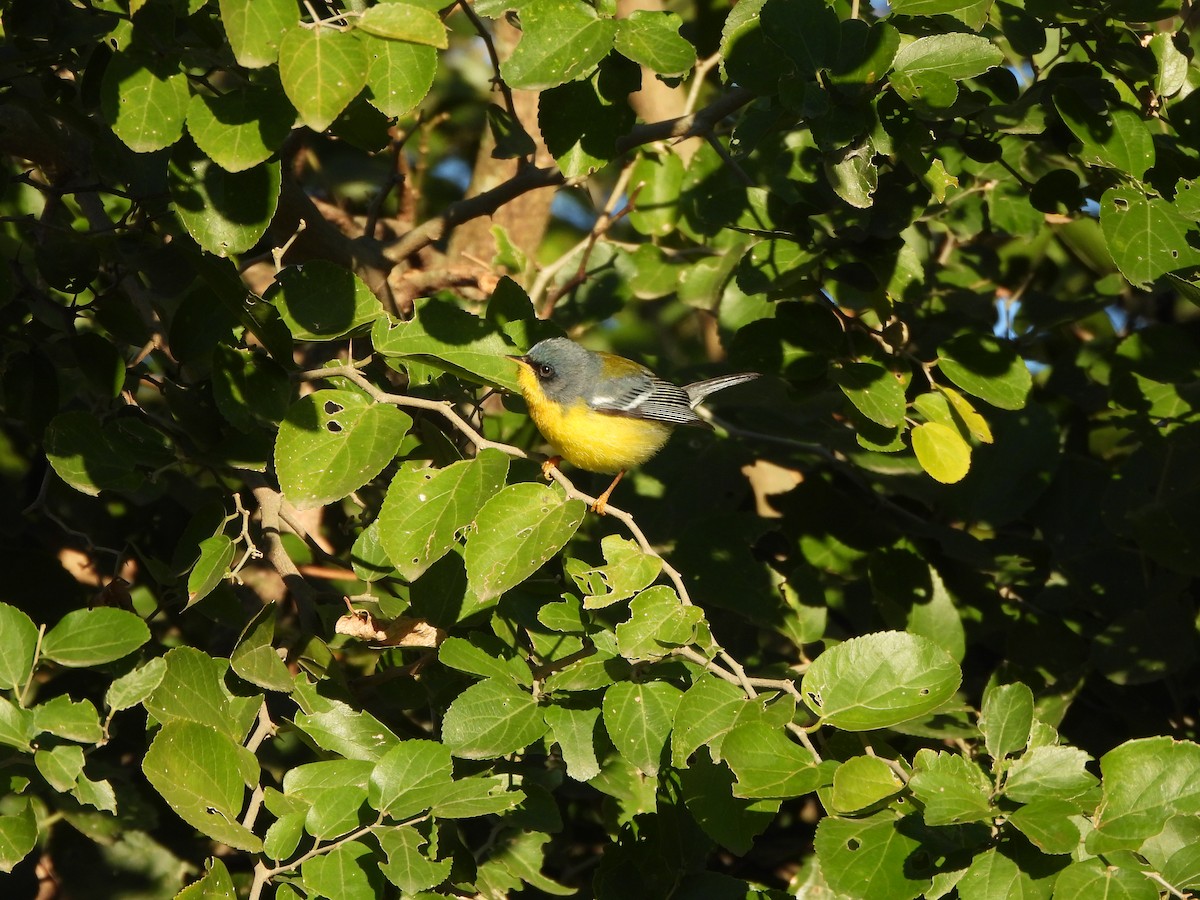 Tropical Parula - ML622958095