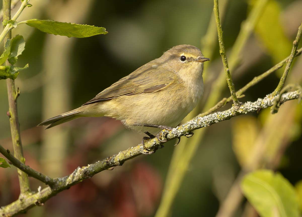 Common Chiffchaff - Graeme Risdon