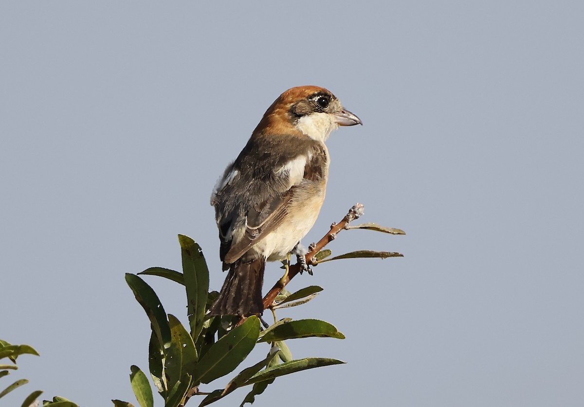 Pie-grièche à tête rousse - ML622958202