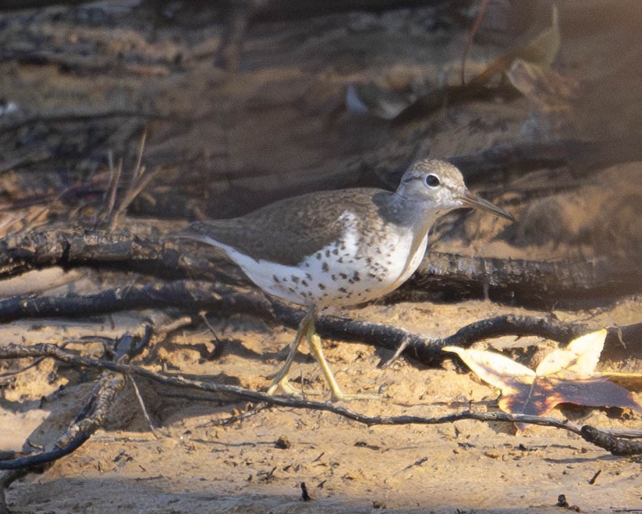 Spotted Sandpiper - ML622958248