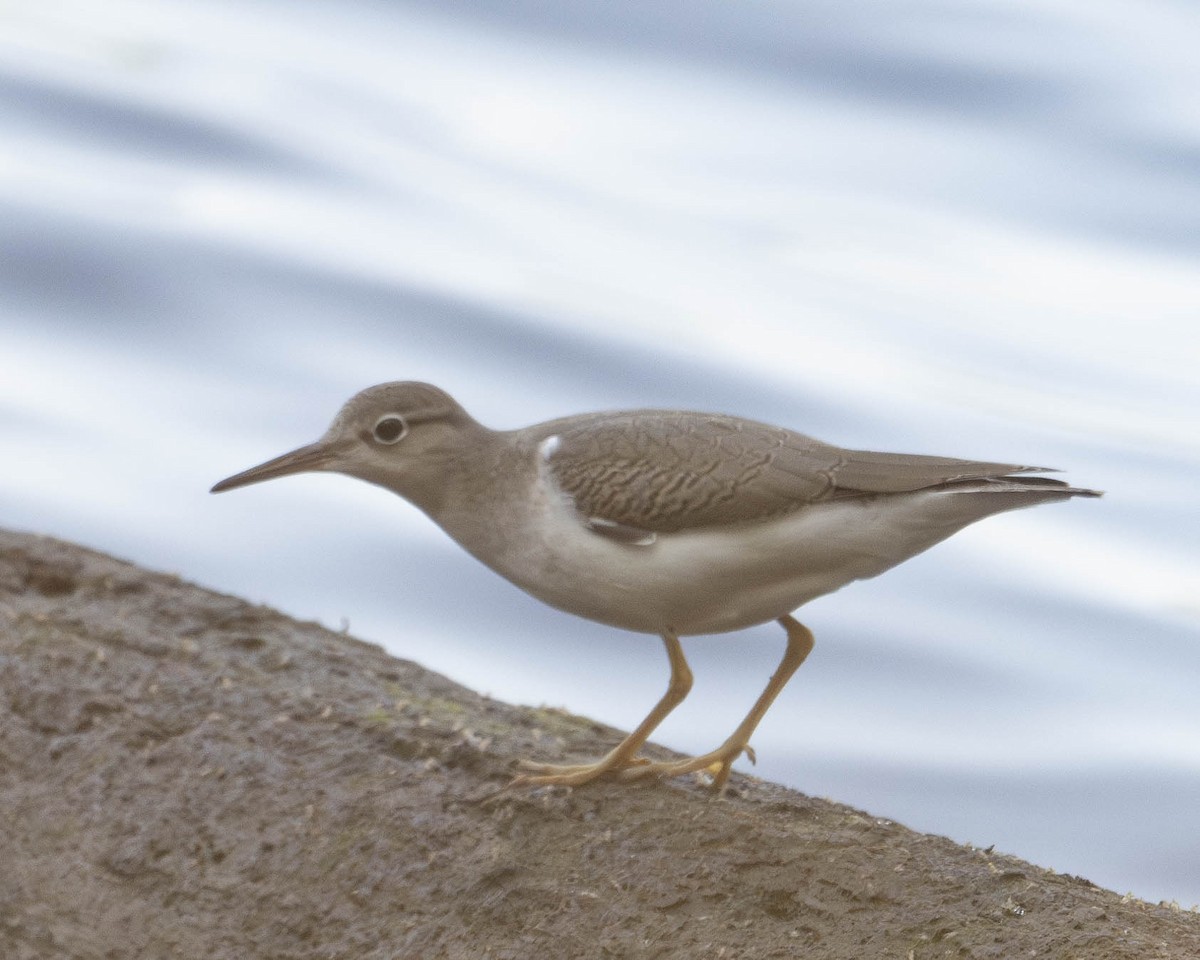 Spotted Sandpiper - ML622958249