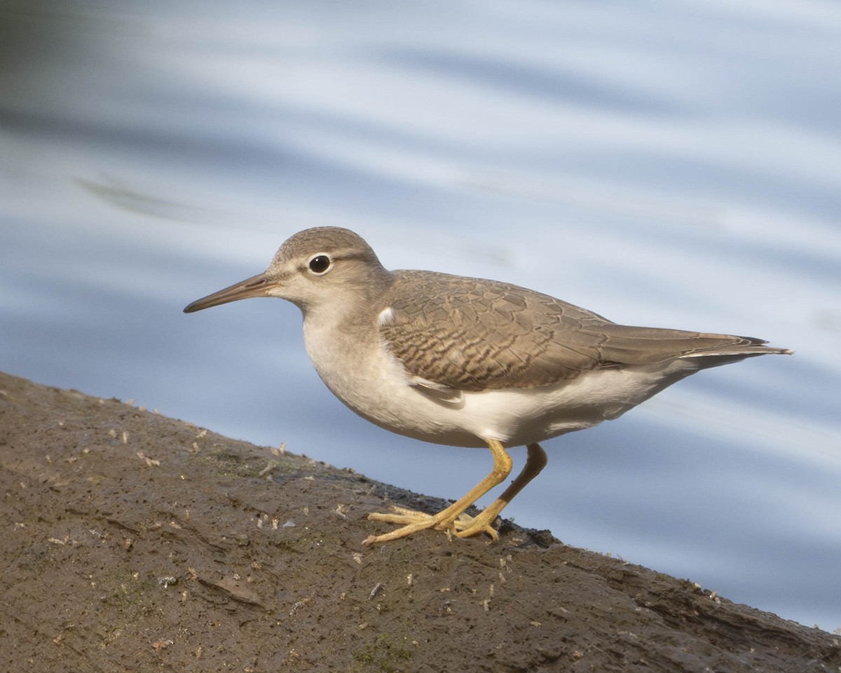 Spotted Sandpiper - ML622958250