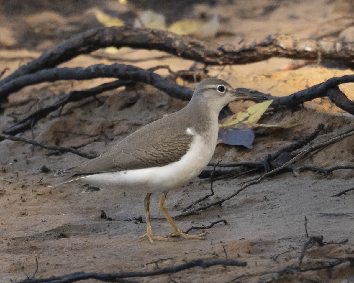 Spotted Sandpiper - ML622958251