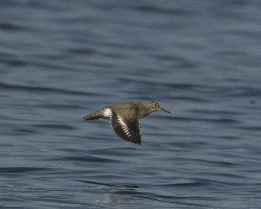 Spotted Sandpiper - ML622958252