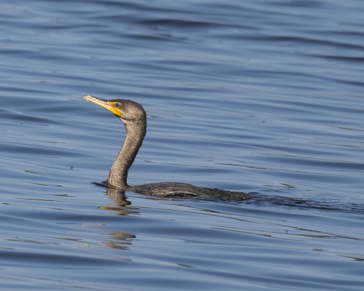 Double-crested Cormorant - ML622958274