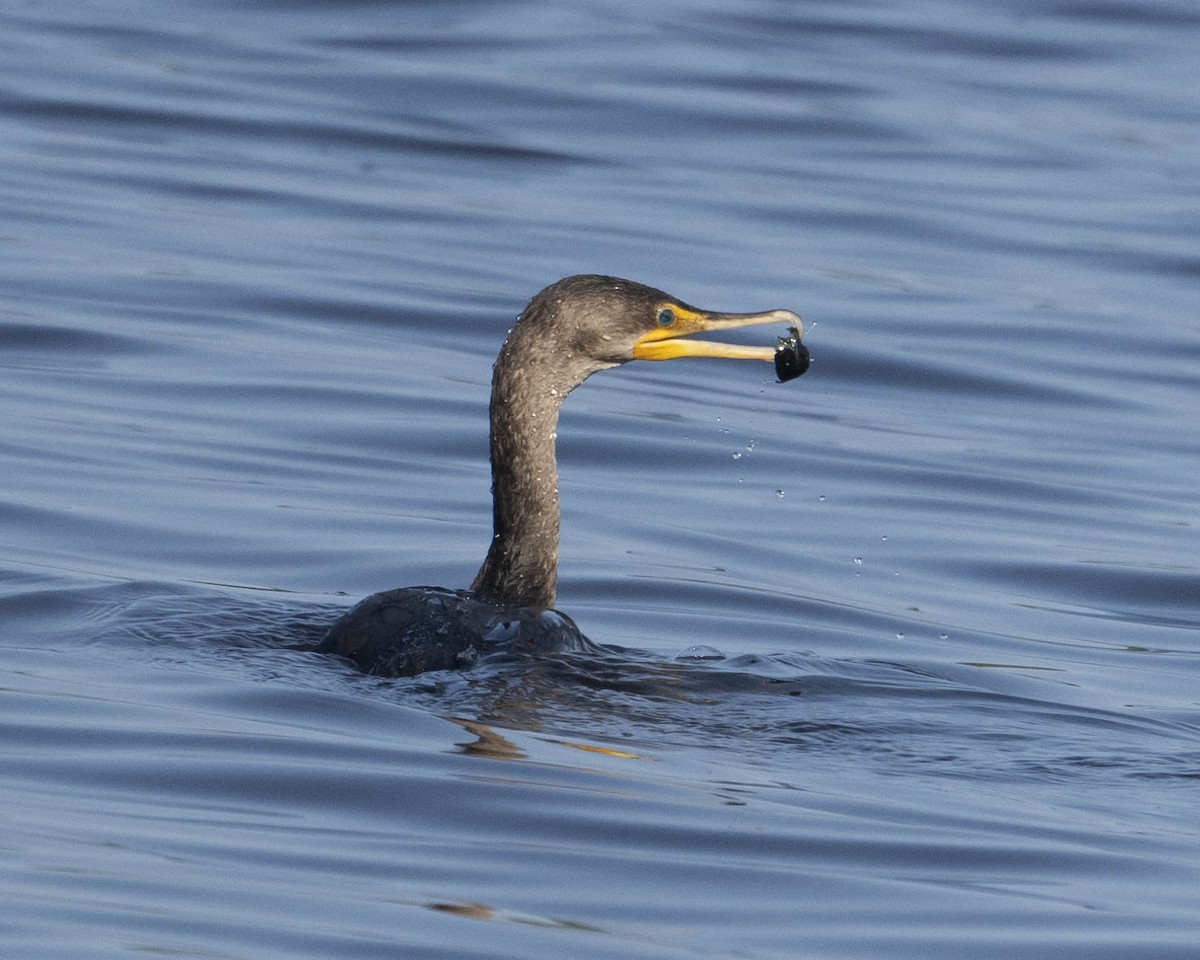 Double-crested Cormorant - ML622958275