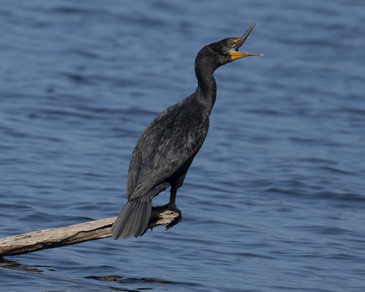 Double-crested Cormorant - ML622958276