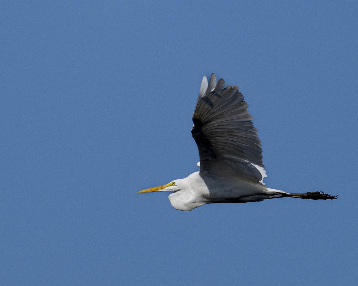 Great Egret - ML622958289