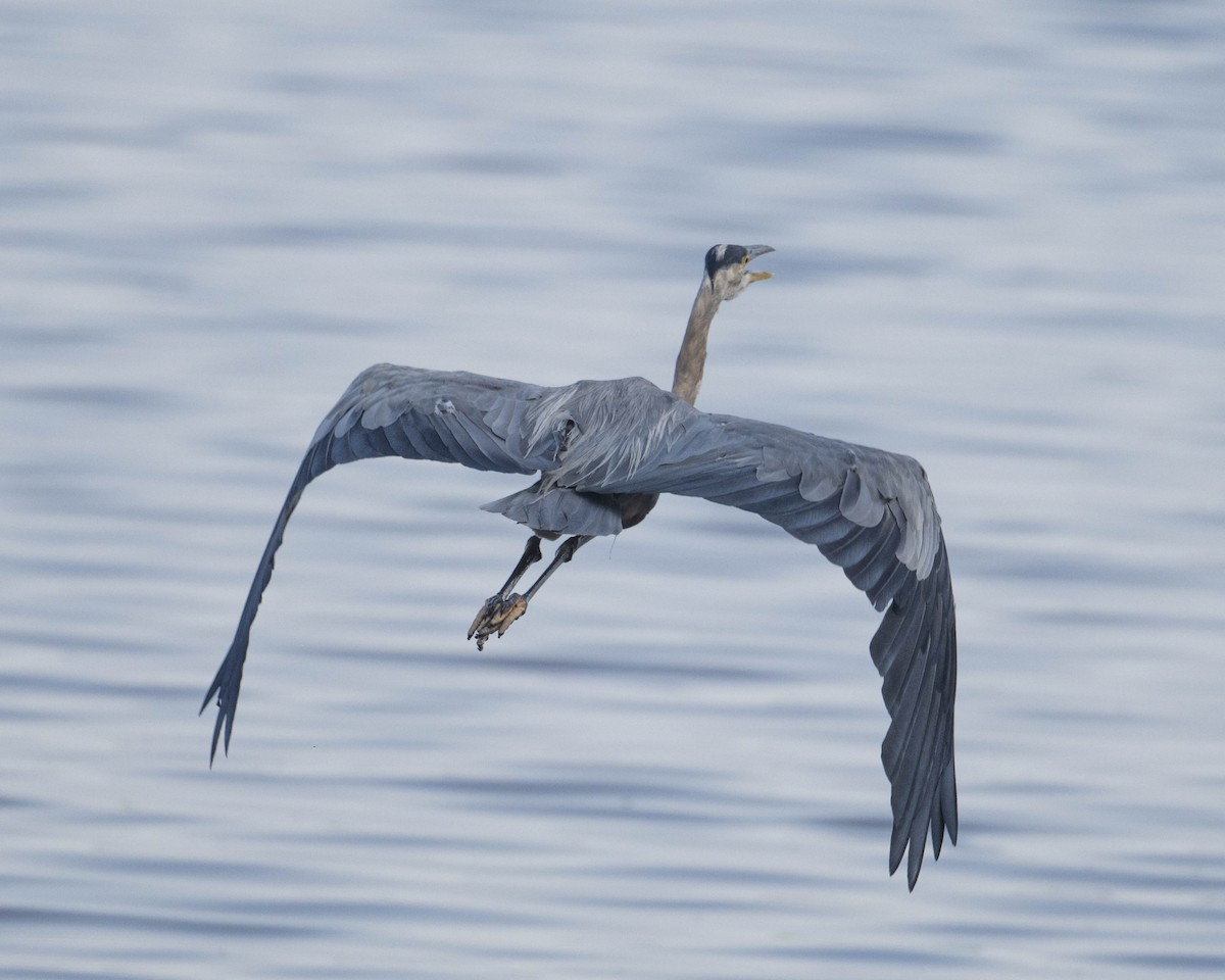 Great Blue Heron - ML622958293