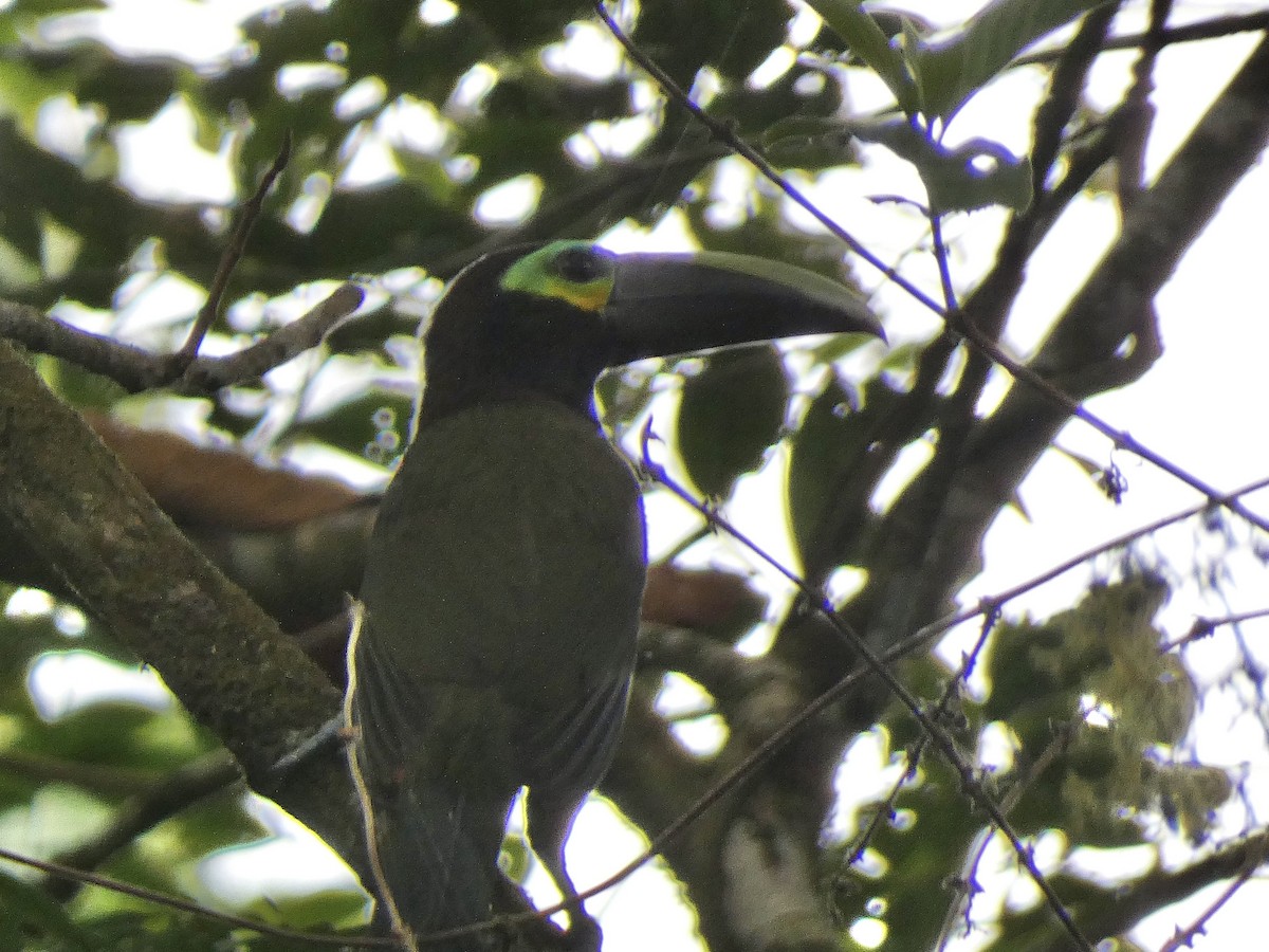 Yellow-eared Toucanet - Andros Huff Gimbel