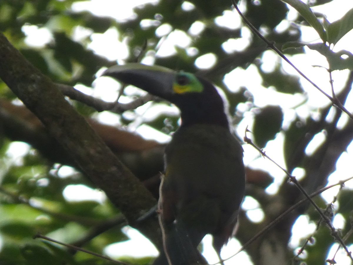 Toucanet à oreilles d'or - ML622958321