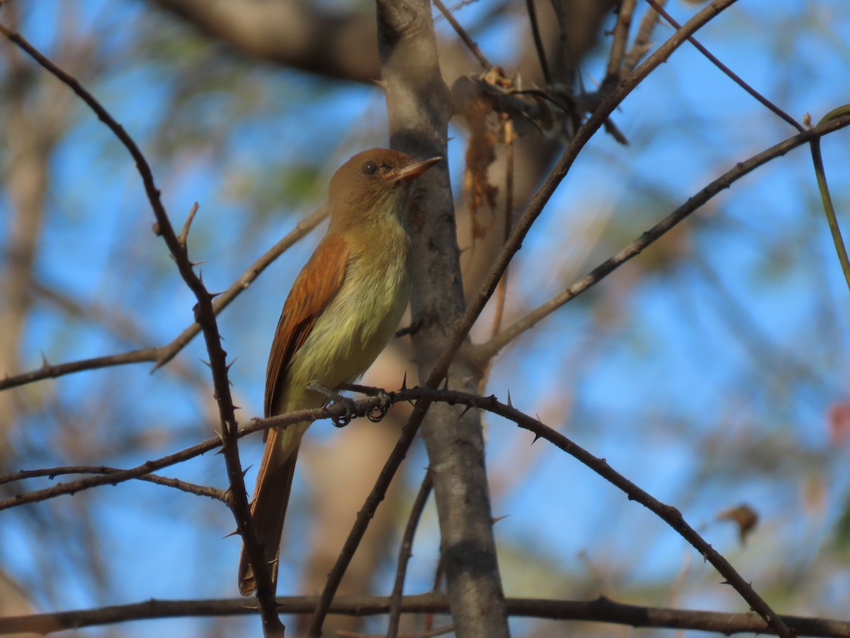 Kahverengi Sırtlı Casiornis - ML622958352