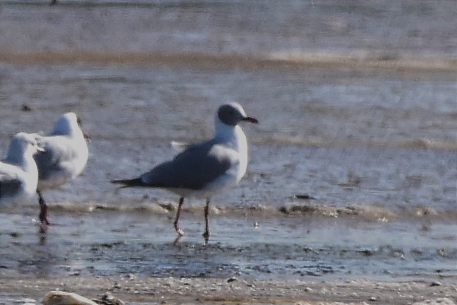 Gray-hooded Gull - ML622958388