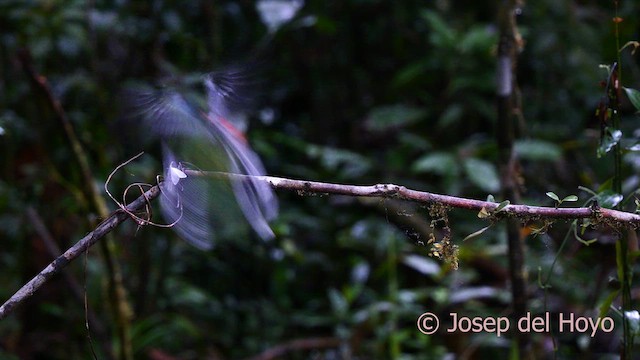 Collared Trogon - ML622958463