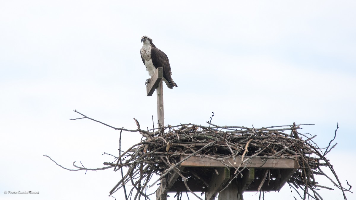 Osprey - ML622958533