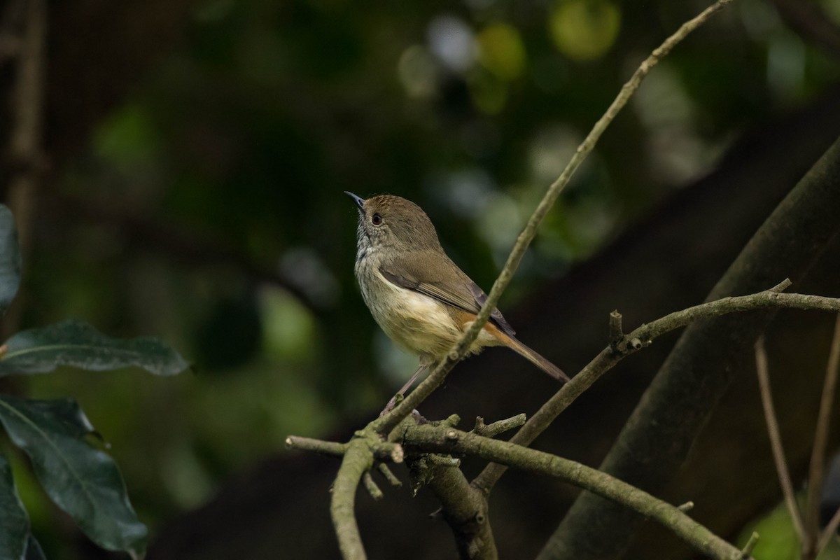 Brown Thornbill - ML622958556