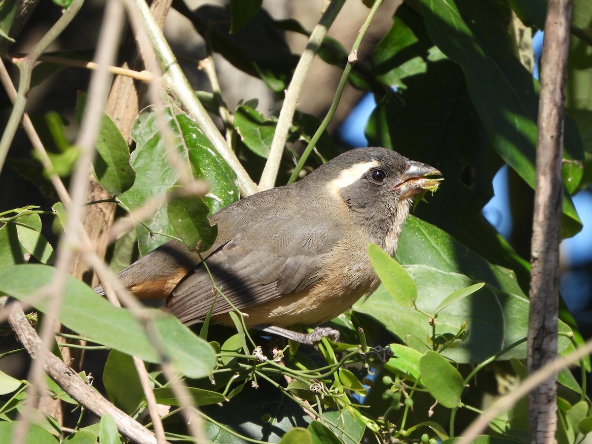 Golden-billed Saltator - ML622958573