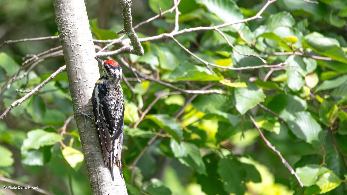 Yellow-bellied Sapsucker - ML622958610