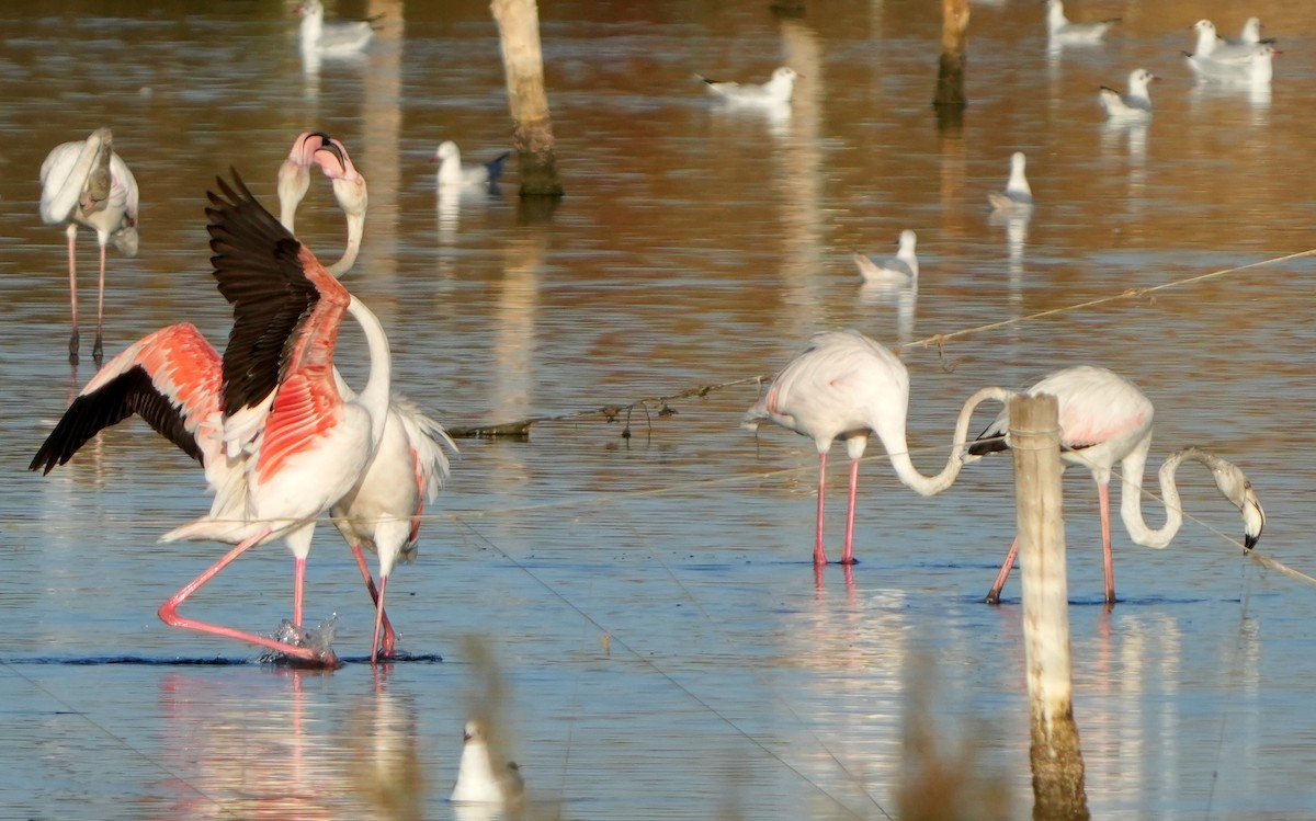 Greater Flamingo - ML622958660