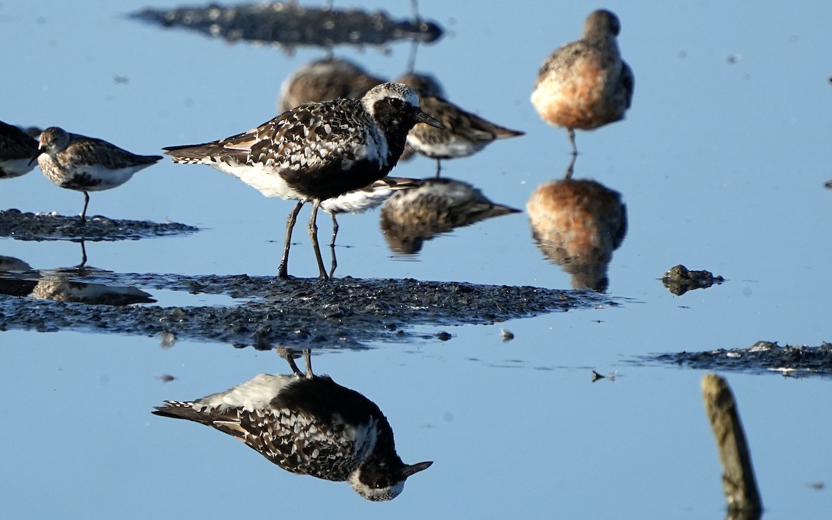 Black-bellied Plover - Daniel Santos