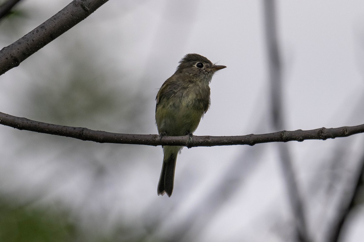 eBird Checklist - 25 Aug 2024 - Pointe de Maizerets - 48 species