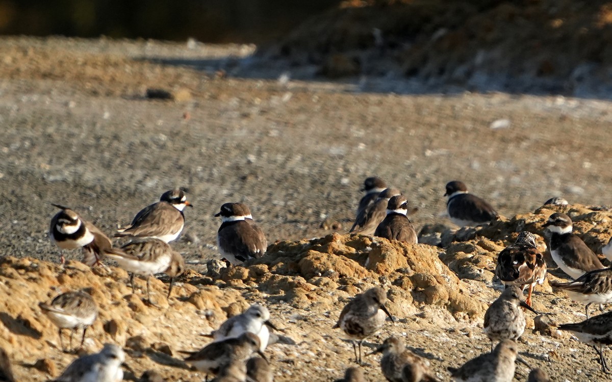 Common Ringed Plover - ML622958681