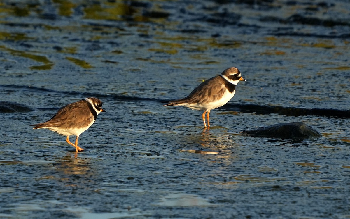 Common Ringed Plover - ML622958682