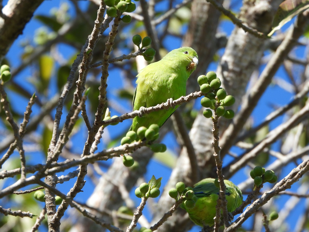 Cobalt-rumped Parrotlet - ML622958685