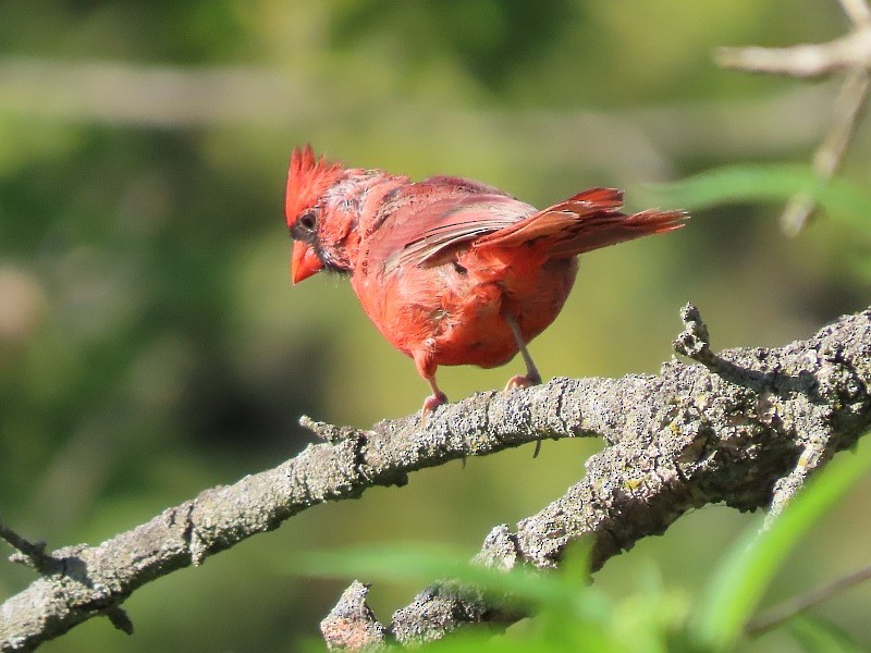 Northern Cardinal - ML622958689