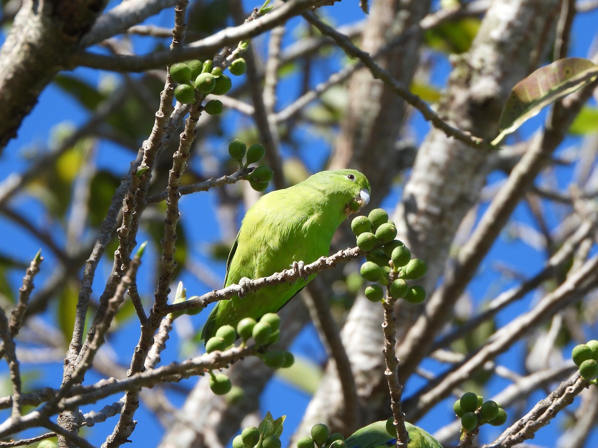 Cobalt-rumped Parrotlet - ML622958696