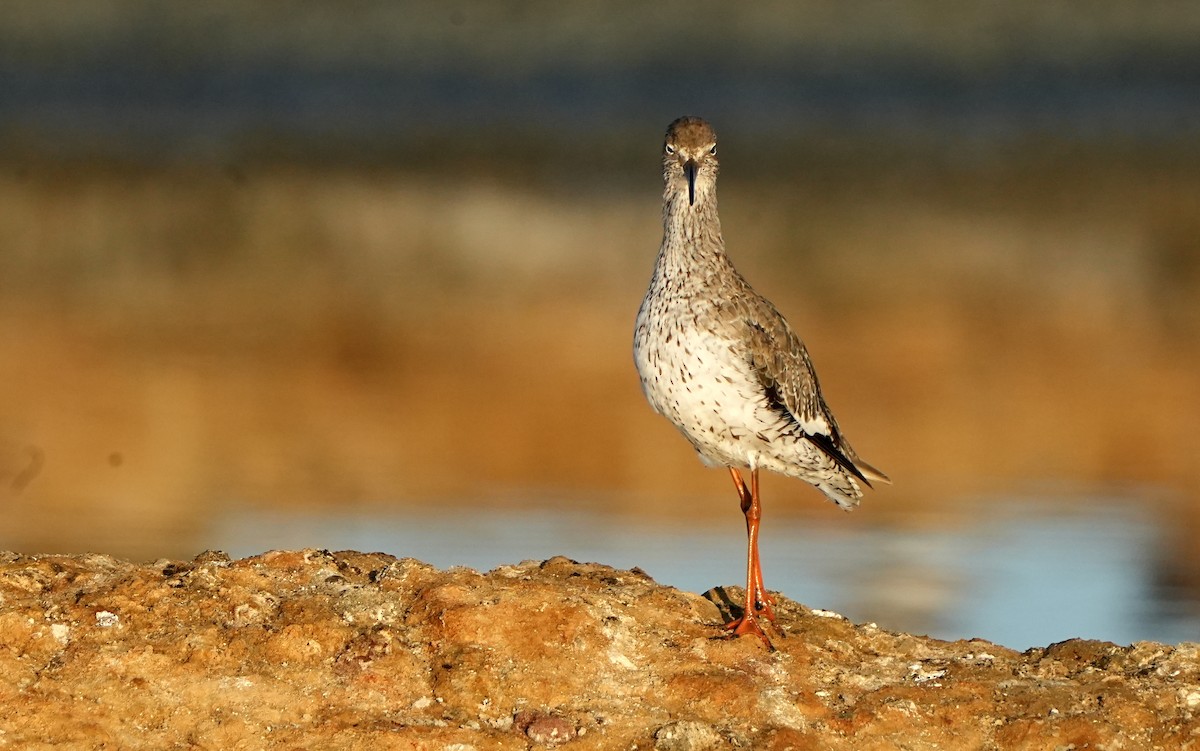 Common Redshank - ML622958697