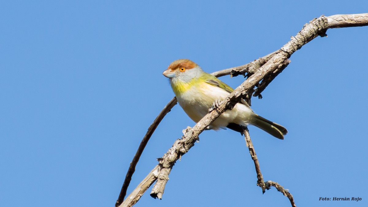 Rufous-browed Peppershrike - ML62295871