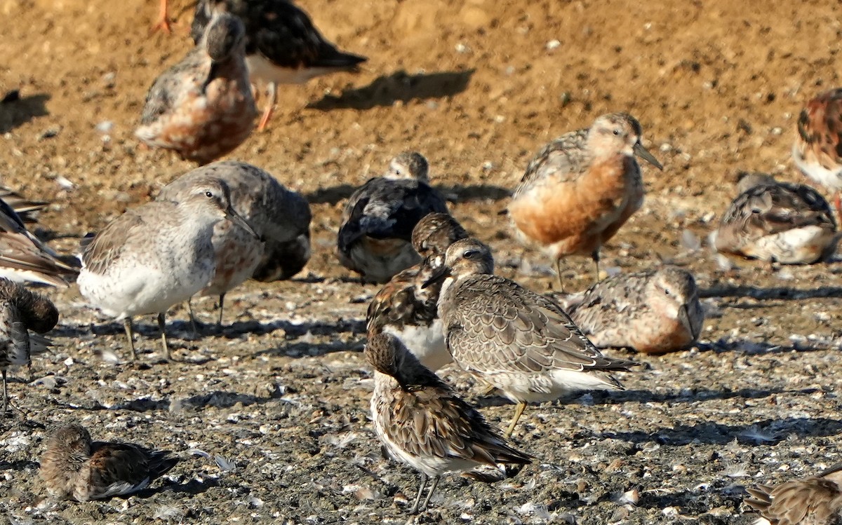 Red Knot - ML622958714