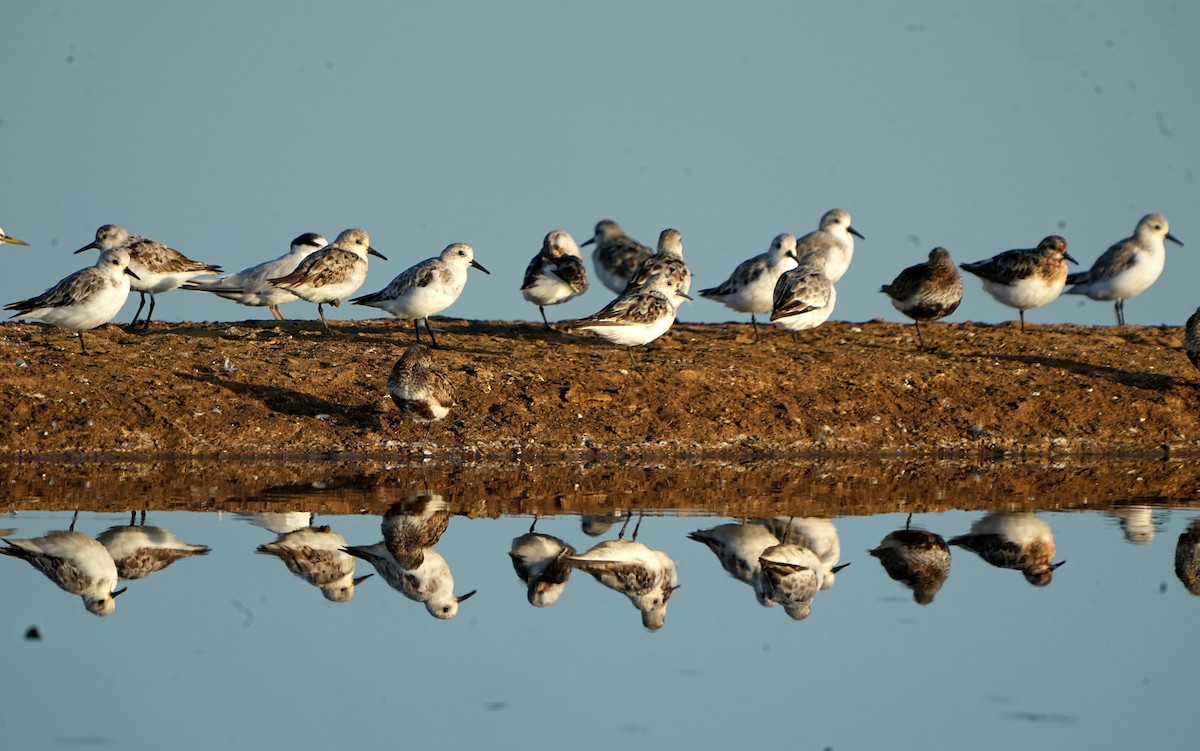 Bécasseau sanderling - ML622958719