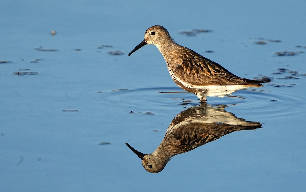 Dunlin - ML622958720