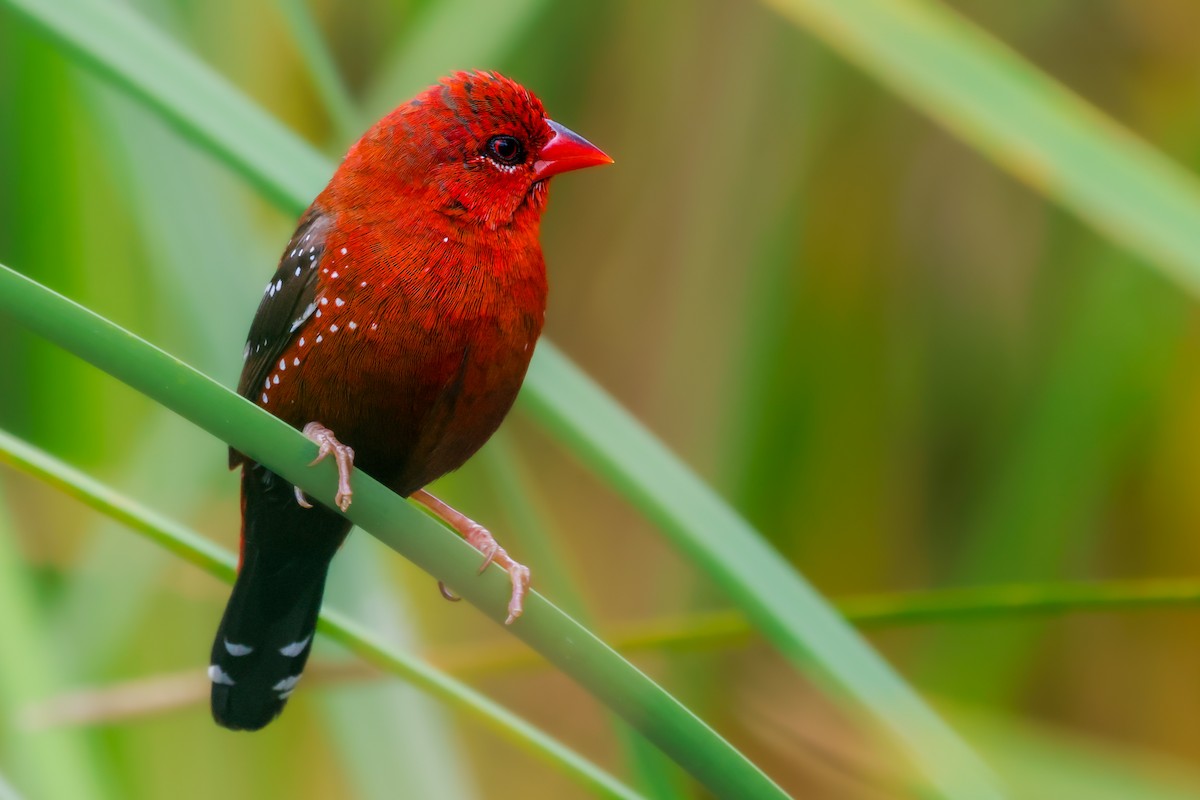 Red Avadavat - ML622958729