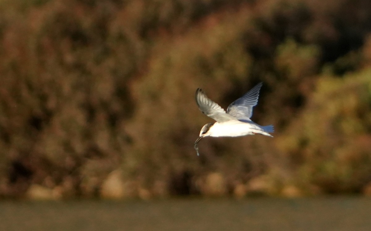 Little Tern - ML622958764