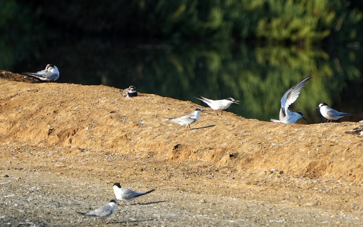 Little Tern - ML622958766