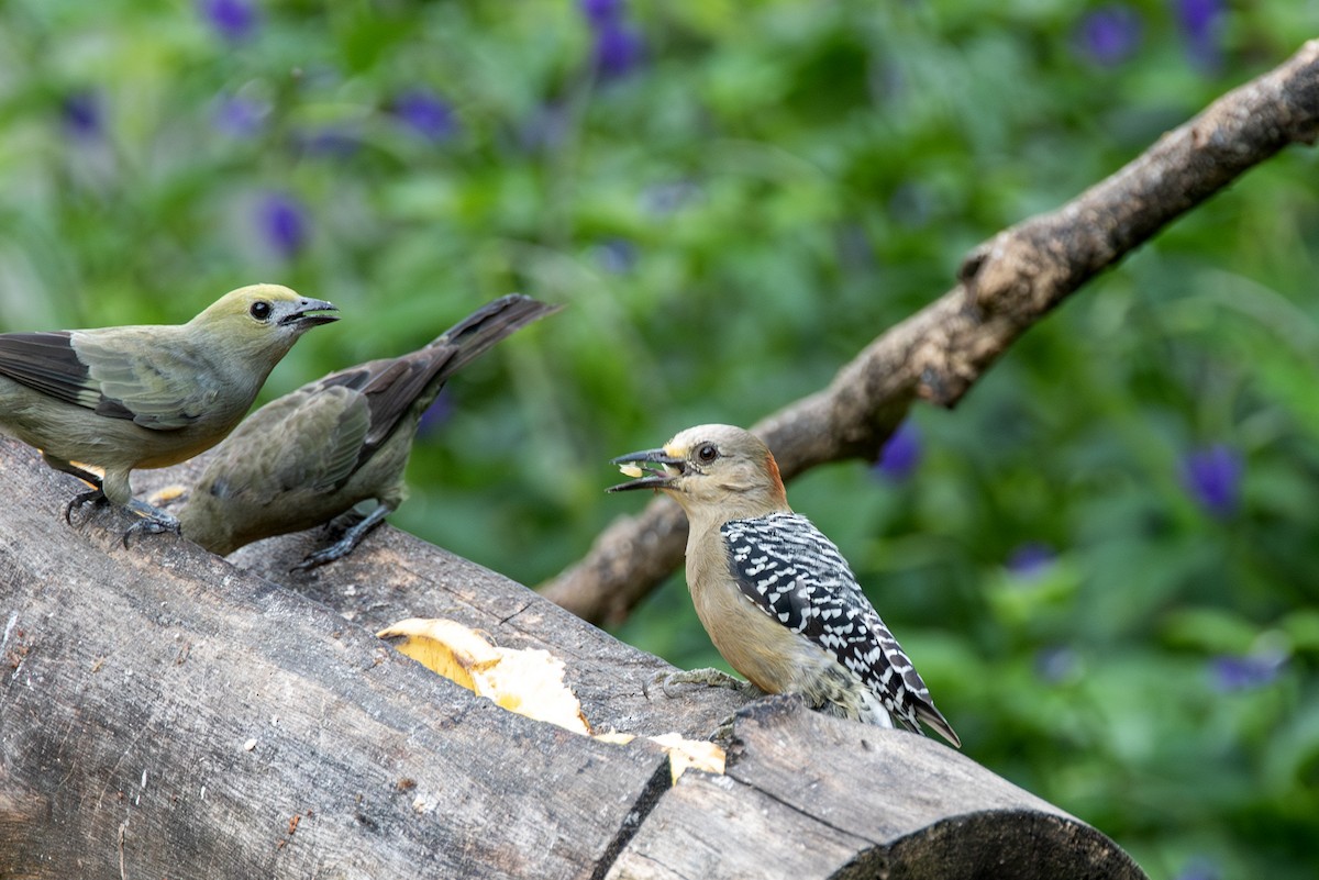 Red-crowned Woodpecker - ML622958774